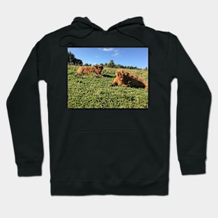 Scottish Highland Cattle Calves 1527 Hoodie